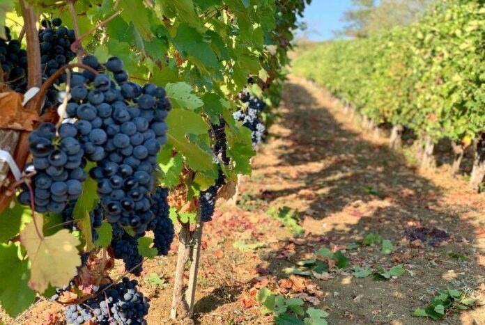 vendemmia-33735